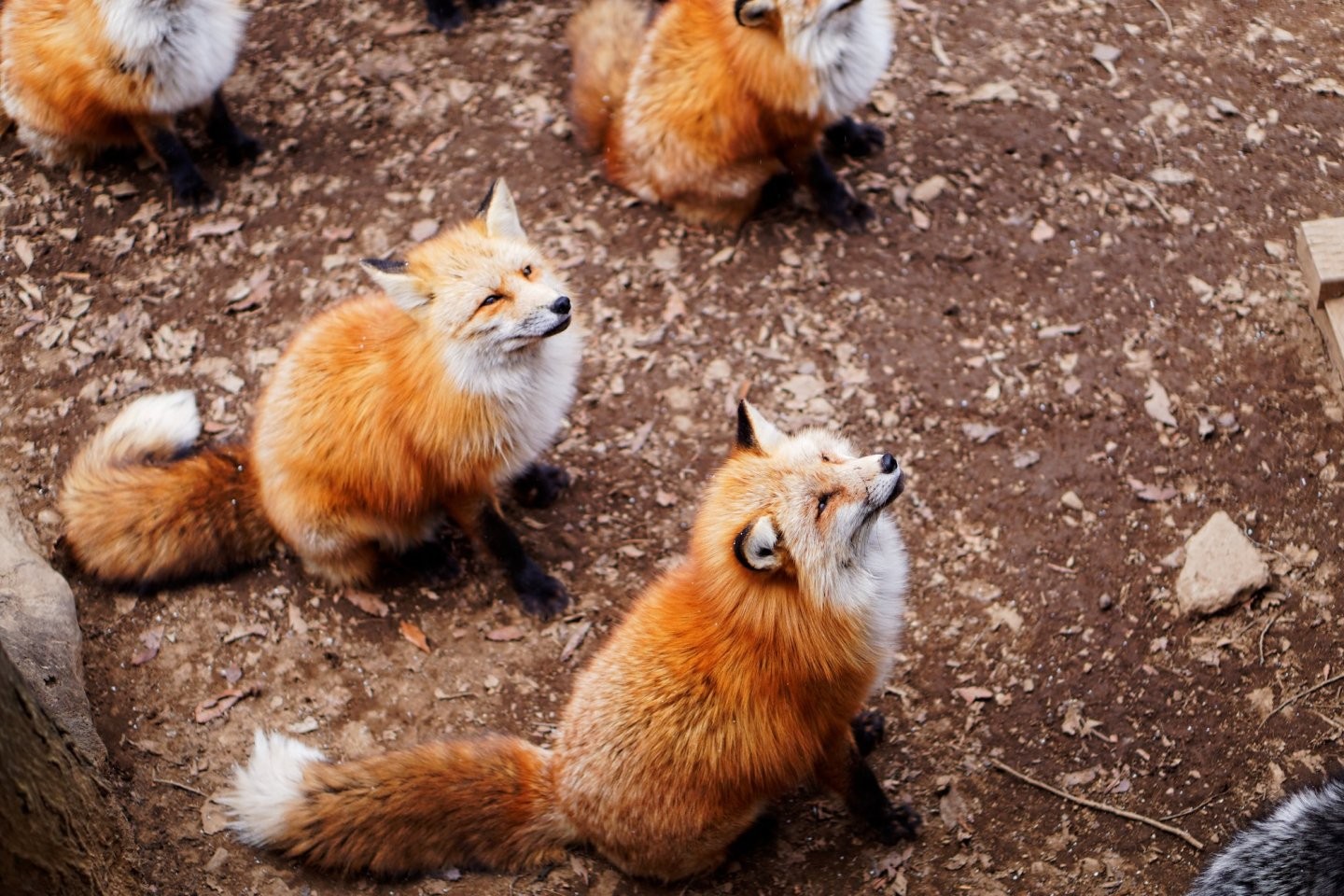 Zao Fox Village