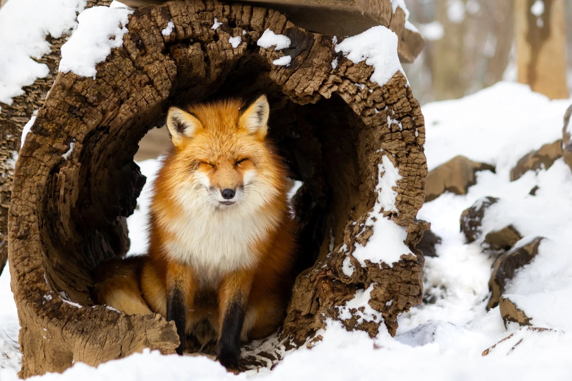 Zao Fox Village